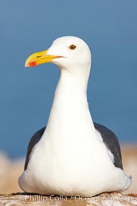 Western gull portrait.