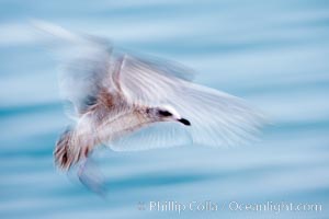 Juvenile gull, blurred as it slows to land, Larus, La Jolla, California