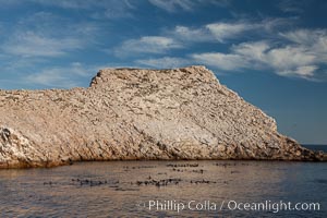 Las Animas island, large bachelor colony of male adult California sea lions in foreground, near La Paz, Sea of Cortez, Baja California, Mexico