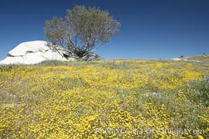 Goldfields bloom in spring, Lasthenia, Warner Springs, California