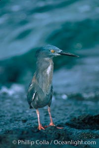 Lava heron, Butorides sundevalli