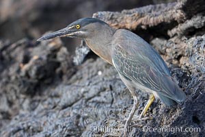 Lava heron on volcanic rocks at the oceans edge, Punta Albemarle, Butorides sundevalli, Isabella Island