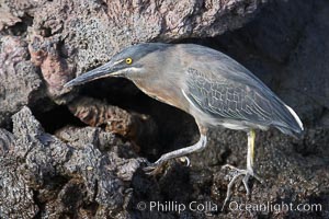 Lava heron on volcanic rocks at the oceans edge, Punta Albemarle, Butorides sundevalli, Isabella Island