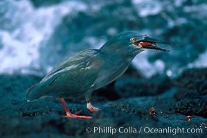 Lava heron captures Sally lightfoot crab at oceans edge, Butorides sundevalli