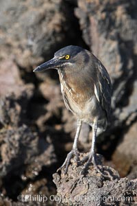 Lava heron on volcanic rocks at the oceans edge, Punta Albemarle, Butorides sundevalli, Isabella Island