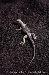 Lava lizard, Punta Espinosa. Fernandina Island, Galapagos Islands, Ecuador, Tropidurus, natural history stock photograph, photo id 01749