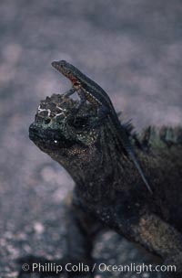 Lava lizard perched on marine iguana, Punta Espinosa, Amblyrhynchus cristatus, Tropidurus, Fernandina Island