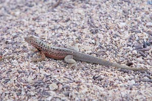 Lava lizard, North Seymour Island