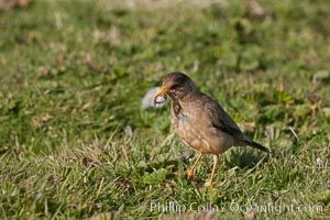 LBB (little brown bird), unidentified, eating some kind of worm, Carcass Island