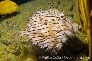 Leafy filefish, Chaetoderma penicilligera