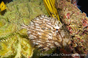 Leafy filefish, Chaetoderma penicilligera