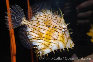 Leafy filefish, Chaetoderma penicilligera