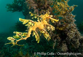 The leafy seadragon (Phycodurus eques) is found on the southern and western coasts of Australia.  Its extravagent appendages serve only for camoflage, since it has a nearly-invisible dorsal fin that propels it slowly through the water. The leafy sea dragon is the marine emblem of South Australia, Phycodurus eques, Rapid Bay Jetty