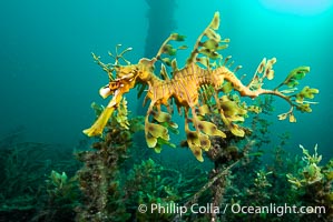 The leafy seadragon (Phycodurus eques) is found on the southern and western coasts of Australia.  Its extravagent appendages serve only for camoflage, since it has a nearly-invisible dorsal fin that propels it slowly through the water. The leafy sea dragon is the marine emblem of South Australia, Phycodurus eques, Rapid Bay Jetty