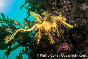 The leafy seadragon (Phycodurus eques) is found on the southern and western coasts of Australia.  Its extravagent appendages serve only for camoflage, since it has a nearly-invisible dorsal fin that propels it slowly through the water. The leafy sea dragon is the marine emblem of South Australia, Phycodurus eques, Rapid Bay Jetty