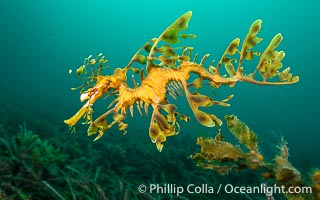 The leafy seadragon (Phycodurus eques) is found on the southern and western coasts of Australia.  Its extravagent appendages serve only for camoflage, since it has a nearly-invisible dorsal fin that propels it slowly through the water. The leafy sea dragon is the marine emblem of South Australia, Phycodurus eques, Rapid Bay Jetty