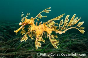 The leafy seadragon (Phycodurus eques) is found on the southern and western coasts of Australia.  Its extravagent appendages serve only for camoflage, since it has a nearly-invisible dorsal fin that propels it slowly through the water. The leafy sea dragon is the marine emblem of South Australia, Phycodurus eques, Rapid Bay Jetty