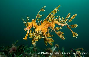 The leafy seadragon (Phycodurus eques) is found on the southern and western coasts of Australia.  Its extravagent appendages serve only for camoflage, since it has a nearly-invisible dorsal fin that propels it slowly through the water. The leafy sea dragon is the marine emblem of South Australia, Phycodurus eques, Rapid Bay Jetty