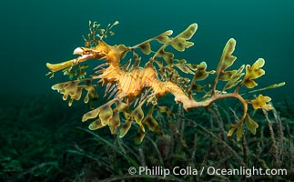 The leafy seadragon (Phycodurus eques) is found on the southern and western coasts of Australia.  Its extravagent appendages serve only for camoflage, since it has a nearly-invisible dorsal fin that propels it slowly through the water. The leafy sea dragon is the marine emblem of South Australia, Phycodurus eques, Rapid Bay Jetty