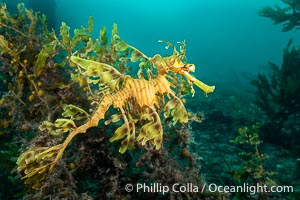 The leafy seadragon (Phycodurus eques) is found on the southern and western coasts of Australia. Its extravagent appendages serve only for camoflage, since it has a nearly-invisible dorsal fin that propels it slowly through the water. The leafy sea dragon is the marine emblem of South Australia, Phycodurus eques, Rapid Bay Jetty