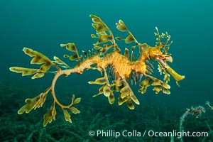 The leafy seadragon (Phycodurus eques) is found on the southern and western coasts of Australia. Its extravagent appendages serve only for camoflage, since it has a nearly-invisible dorsal fin that propels it slowly through the water. The leafy sea dragon is the marine emblem of South Australia, Phycodurus eques, Rapid Bay Jetty