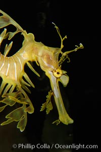 Leafy Seadragon, Phycodurus eques