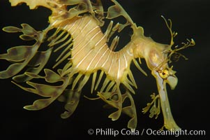 Leafy Seadragon, Phycodurus eques