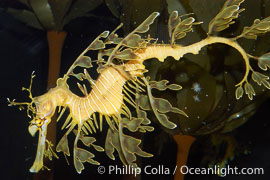 Leafy Seadragon., Phycodurus eques, natural history stock photograph, photo id 07824