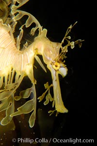 Leafy Seadragon., Phycodurus eques, natural history stock photograph, photo id 09422