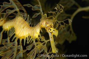 Leafy Seadragon, Phycodurus eques