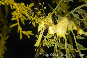 Leafy Seadragon, Phycodurus eques