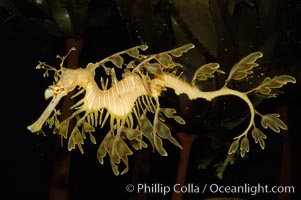 Leafy Seadragon, Phycodurus eques