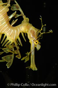 Image 07816, Leafy Seadragon., Phycodurus eques, Phillip Colla, all rights reserved worldwide. Keywords: actinopterygii, animal, animalia, australia, camoflage, camouflage, chordata, eques, fish, fish behavior, leafy sea dragon, leafy seadragon, marine, marine fish, mimic, mimicry, nature, phycodurus, phycodurus eques, sea dragon, sea horse, seahorse, seaweed, syngnathidae, syngnathiformes, syngnathinae, underwater, wildlife.
