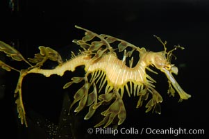 Leafy Seadragon, Phycodurus eques