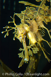 Leafy Seadragon., Phycodurus eques, natural history stock photograph, photo id 07822