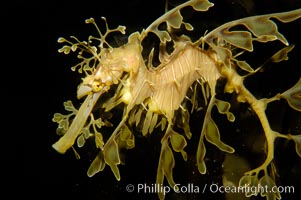 Leafy Seadragon., Phycodurus eques, natural history stock photograph, photo id 09423