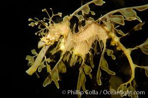 Leafy Seadragon, Phycodurus eques