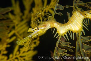 Leafy Seadragon, Phycodurus eques