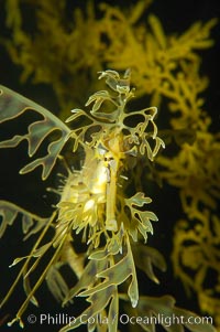 Leafy Seadragon, Phycodurus eques