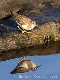 Least Sandpiper reflected in tide pool, foraging for food, La Jolla