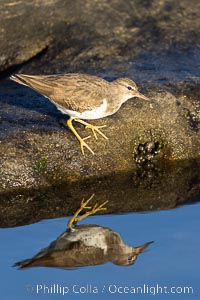 Least Sandpiper reflected in tide pool, foraging for food, La Jolla