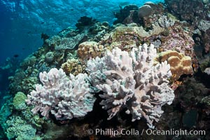 Leather coral, Sinularia sp, Fiji, Sinularia, Vatu I Ra Passage, Bligh Waters, Viti Levu  Island