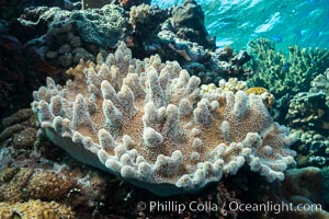 Leather coral, Sinularia sp, Fiji, Sinularia