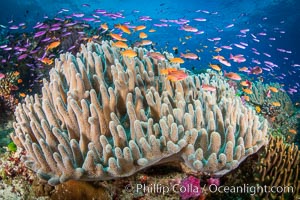 Leather coral, Sinularia sp., Fiji