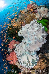 Leather coral, Sinularia sp., Fiji