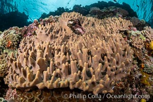 Leather coral, Sinularia sp, Fiji, Sinularia, Vatu I Ra Passage, Bligh Waters, Viti Levu Island