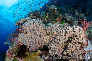 Leather coral, Sinularia sp, Fiji, Sinularia, Bligh Waters