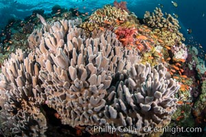 Leather coral, Sinularia sp, Fiji, Sinularia, Vatu I Ra Passage, Bligh Waters, Viti Levu Island