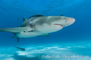 Lemon shark with live sharksuckers.