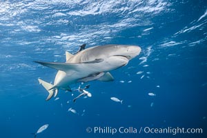 Lemon shark